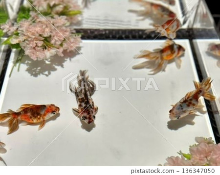 金魚在白色水族箱中游動，櫻花花瓣點綴其間，營造出夢幻般的景象，讓人聯想到日本春天的涼爽。 136347050