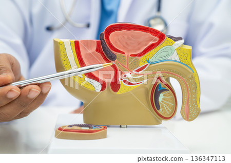 Male reproductive system, Asian doctor holding human anatomy model. Male reproductive system, Asian doctor holding human anatomy model. 136347113