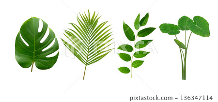Banana, palm and monstera green leaf tropical plant isolated on white background. Banana, palm and monstera green leaf tropical plant isolated on white background. 136347114
