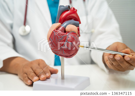 Cardiovascular disease CVD, doctor with heart human model anatomy for treatment patient in hospital. 136347115