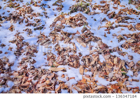 Texture of fallen leaves spreading in a park during snow melting Texture of fallen leaves spreading in a park during snow melting 136347184