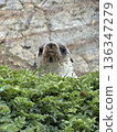 Antarctic fur sealing grass , Southern ocean, South Georgia  136347279