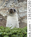 Antarctic fur sealing grass , Southern ocean, South Georgia  136347280