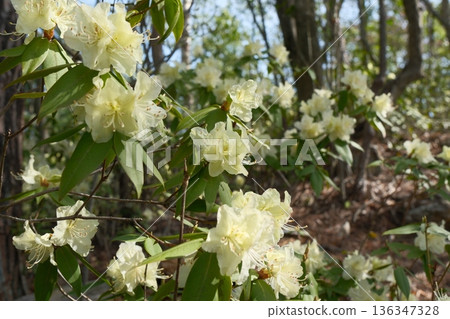 Rhododendron hikage blooms in the forest. A pale yellow-green spring flower. Rhododendron hikage blooms in the forest. A pale yellow-green spring flower. 136347328