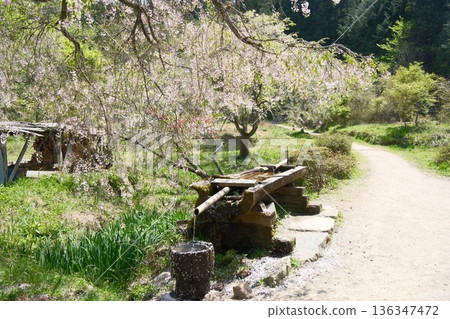 A watering hole in a rural mountain village, decorated with cherry blossoms, exuding the tranquility of spring 136347472