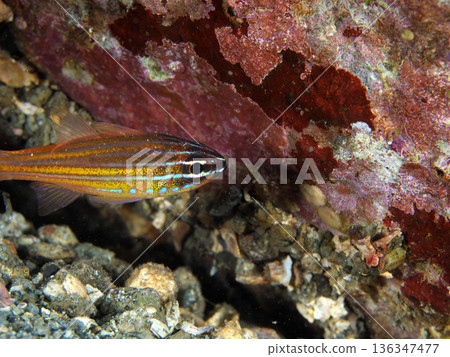 A striped cardinalfish hiding in a rock crevice 136347477