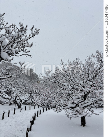 <Hiratsuka City General Park> Snowy scenery <Hiratsuka City General Park> Snowy scenery 136347486