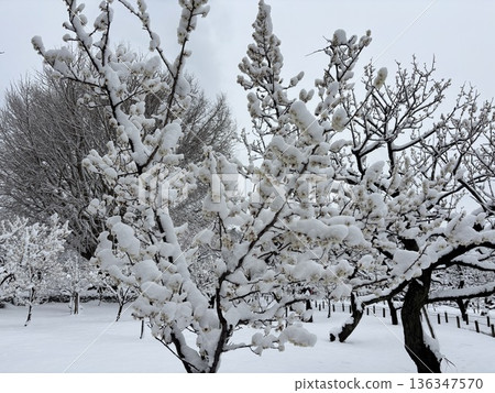 <Hiratsuka City General Park> Snowy scenery <Hiratsuka City General Park> Snowy scenery 136347570