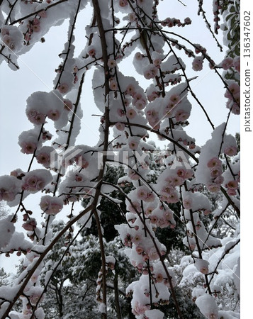 平塚市綜合公園 雪、梅花及繡眼魚的交相輝映 136347602