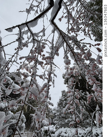 <Hiratsuka City General Park> A collaboration of snow, plum blossoms, and Japanese white-eyes 136347603
