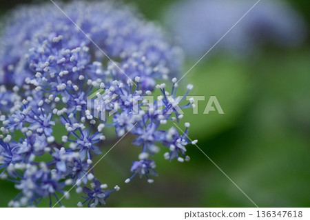 森林中盛開的繡球花：嬌嫩的花朵散發著初夏的色彩 136347618