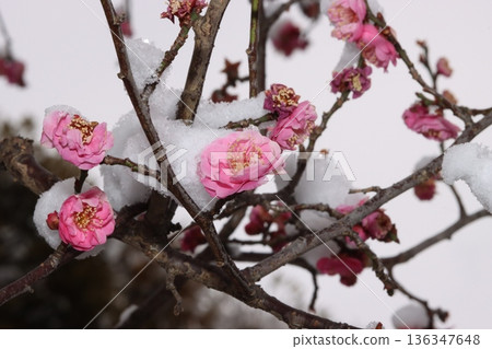 冬日雪覆蓋的紅梅花 冬日雪覆蓋的紅梅花 136347648