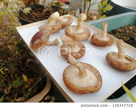 一張隨意拍攝的香菇在家裡曬乾的照片 136347729