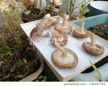 一張隨意拍攝的香菇在家裡曬乾的照片 一張隨意拍攝的香菇在家裡曬乾的照片 136347750