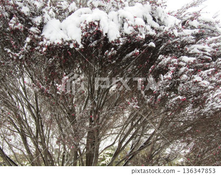 雪覆蓋的白千層 136347853