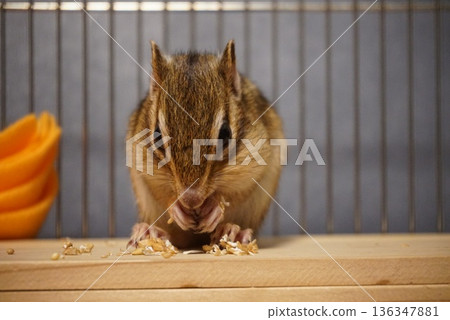 Chipmunks eat food Chipmunks eat food 136347881
