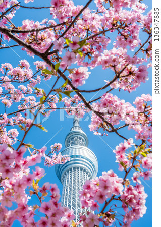 Sky Tree and Kawazu Sakura Sky Tree and Kawazu Sakura 136347885