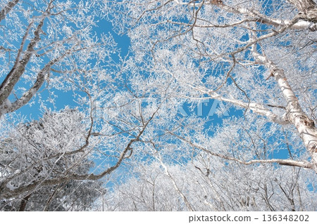A winter forest with frost sparkling in it, with white trees shining against the blue sky A winter forest with frost sparkling in it, with white trees shining against the blue sky 136348202