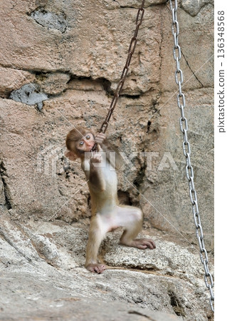 小恒河猴在玩鍊子 小恒河猴在玩鍊子 136348568