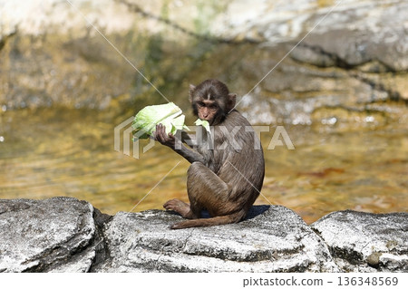 小獼猴坐著吃高麗菜 136348569