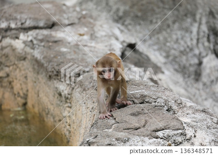 A baby rhesus monkey crawling towards me on all fours A baby rhesus monkey crawling towards me on all fours 136348571