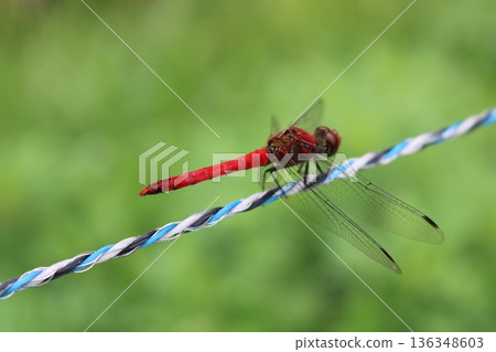Red dragonfly perched on a rope 136348603
