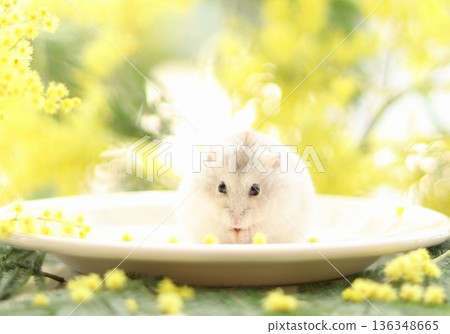 Mimosa and the fluffy hamster Mimosa and the fluffy hamster 136348665