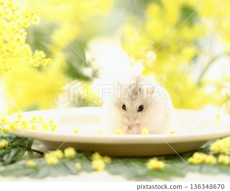 倉鼠盯著含羞草 倉鼠盯著含羞草 136348670