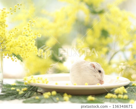 Mimosa and Hamster Mimosa and Hamster 136348671
