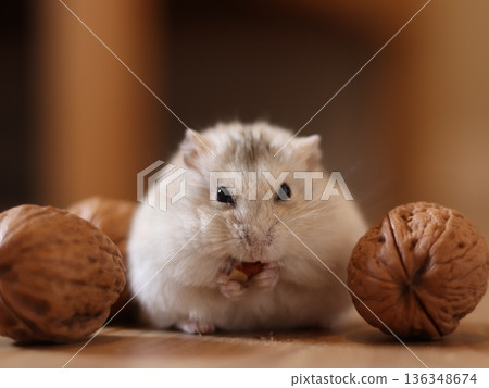 Hamster and Walnut Hamster and Walnut 136348674