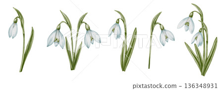 Snowdrop watercolor hand drawn flower and green leaves. Collection of spring flowers Galanthus. Concept spring, primrose, easter, botanical illustration. clipart for cards Snowdrop watercolor hand drawn flower and green leaves. Collection of spring flowers Galanthus. Concept spring, primrose, easter, botanical illustration. clipart for cards 136348931