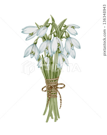 Snowdrop watercolor hand drawn flower and green leaves. Collection of spring flowers Galanthus. Concept spring, primrose, easter, botanical illustration. clipart for cards Snowdrop watercolor hand drawn flower and green leaves. Collection of spring flowers Galanthus. Concept spring, primrose, easter, botanical illustration. clipart for cards 136348943