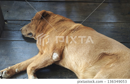 The dog was sleeping on the wooden floor. The dog was sleeping on the wooden floor. 136349053