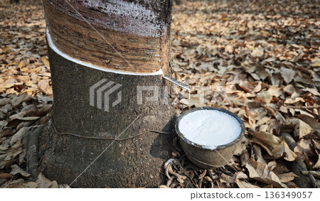 Rubber plantations with rubber latex in bowl extracted from rubber tree plantation agriculture of asian for natural latex Rubber plantations with rubber latex in bowl extracted from rubber tree plantation agriculture of asian for natural latex 136349057