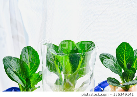 Komatsuna repo veggie Komatsuna repo veggie 136349141