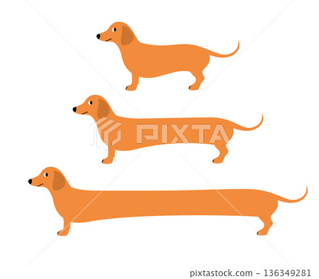 Vector set of illustrations with dachshunds of different lengths Vector set of illustrations with dachshunds of different lengths 136349281