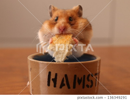 Hamster eating a baguette Hamster eating a baguette 136349291