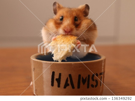 Hamster munching on a baguette 136349292