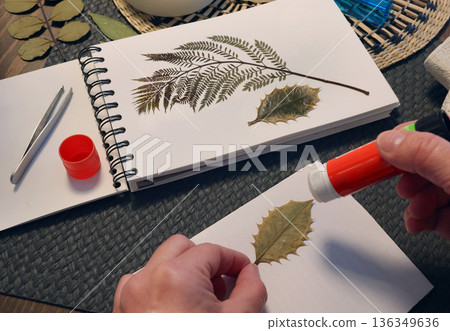 Anonymous person sticks leaf from plant. Collection of pressed and dried leaves and flowers in an album, herbarium. Handicrafts and hobbies. Exotic plants of the Mediterranean. Anonymous person sticks leaf from plant. Collection of pressed and dried leaves and flowers in an album, herbarium. Handicrafts and hobbies. Exotic plants of the Mediterranean. 136349636