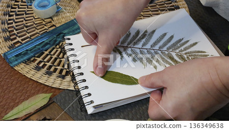 Anonymous person sticks leaf from plant. Collection of pressed and dried leaves and flowers in an album, herbarium. Handicrafts and hobbies. Exotic plants of the Mediterranean.  136349638