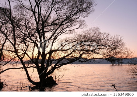 黃昏時分，湖邊矗立著一棵樹──構成了一幅寧靜的剪影風景。 136349800