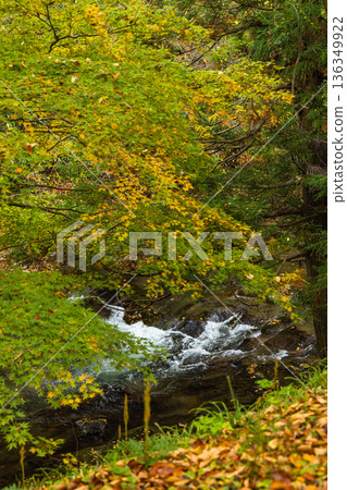 日本島根縣雲南市窯合町龍頭八重瀑布之一的猿飛瀑布,秋葉美景盡收眼底。 日本島根縣雲南市窯合町龍頭八重瀑布之一的猿飛瀑布,秋葉美景盡收眼底。 136349922