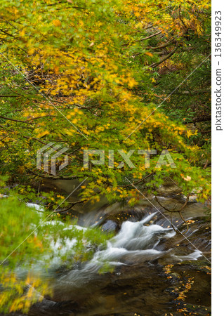 日本島根縣雲南市窯合町龍頭八重瀑布之一的猿飛瀑布，秋葉美景盡收眼底。 136349923