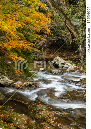 日本島根縣雲南市窯合町龍頭八重瀑布之一的猿飛瀑布,秋葉美景盡收眼底。 日本島根縣雲南市窯合町龍頭八重瀑布之一的猿飛瀑布,秋葉美景盡收眼底。 136349924