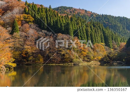 Autumn leaves reflected on the surface of the Mitaki Dam lake in Ashizu Valley, Chizu Town, Yazu District, Tottori Prefecture, Japan Autumn leaves reflected on the surface of the Mitaki Dam lake in Ashizu Valley, Chizu Town, Yazu District, Tottori Prefecture, Japan 136350167