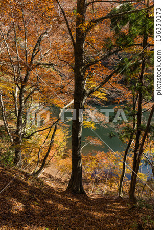 Autumn leaves at Mitaki Dam in Ashizu Valley, Chizu Town, Yazu District, Tottori Prefecture, Japan Autumn leaves at Mitaki Dam in Ashizu Valley, Chizu Town, Yazu District, Tottori Prefecture, Japan 136350173
