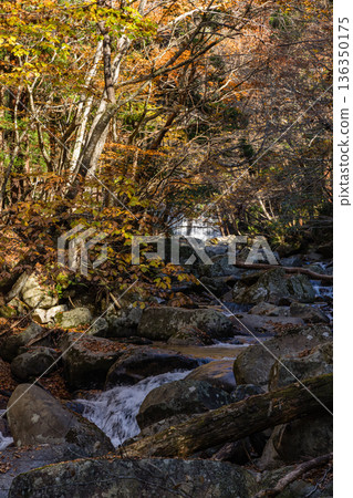 Autumn leaves at Mitaki Dam in Ashizu Valley, Chizu Town, Yazu District, Tottori Prefecture, Japan Autumn leaves at Mitaki Dam in Ashizu Valley, Chizu Town, Yazu District, Tottori Prefecture, Japan 136350175