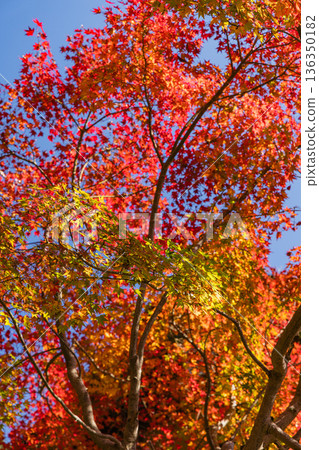 Autumn leaves at Suwa Shrine in Chizu Town, Yazu District, Tottori Prefecture, Japan Autumn leaves at Suwa Shrine in Chizu Town, Yazu District, Tottori Prefecture, Japan 136350182