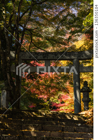 Torii gate and autumn leaves at Suwa Shrine in Chizu Town, Yazu District, Tottori Prefecture, Japan Torii gate and autumn leaves at Suwa Shrine in Chizu Town, Yazu District, Tottori Prefecture, Japan 136350184
