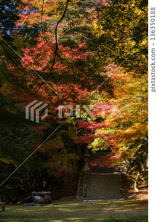 Autumn leaves at Suwa Shrine in Chizu Town, Yazu District, Tottori Prefecture, Japan Autumn leaves at Suwa Shrine in Chizu Town, Yazu District, Tottori Prefecture, Japan 136350188